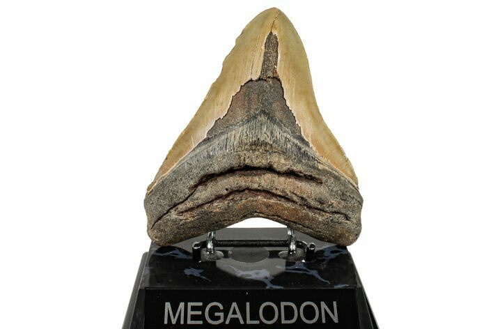 Fossil Megalodon Tooth - North Carolina #255391